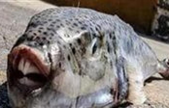 10 معلومات عن سمكة الأرنب السامة.. قادرة على قتل 100 شخص في 8 ساعات - بوراق نيوز