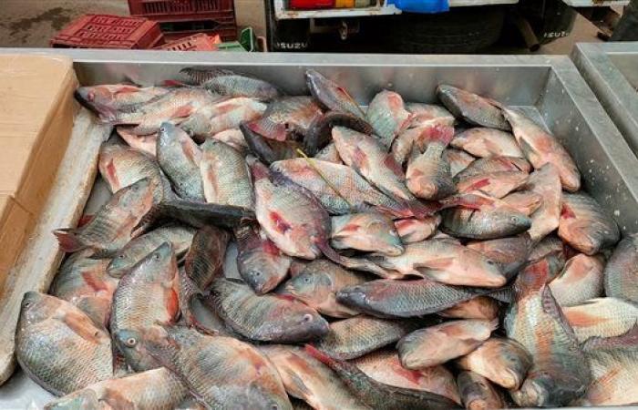 ارتفاع أسعار الأسماك بأسواق البحيرة اليوم الثلاثاء - بوراق نيوز