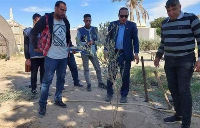 جنوب سيناء تشارك في زراعة 100مليون شجرة - بوراق نيوز