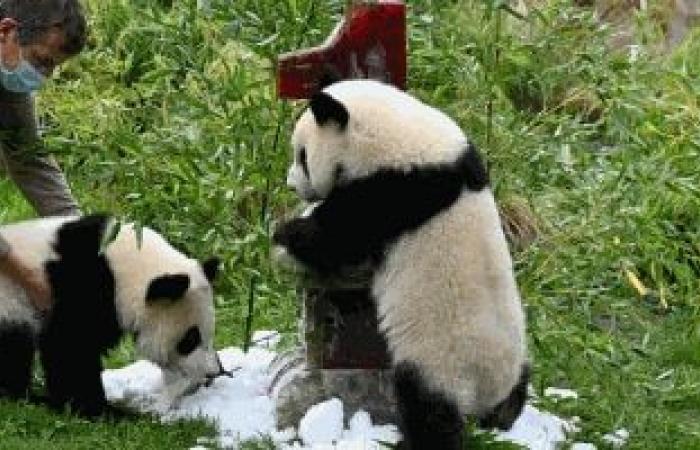 لسلكوكهم السيء مع الحيوانات.. حظر دخول 12 سائحا لمركز الباندا العملاقة بالصين مدى الحياة - بوراق نيوز