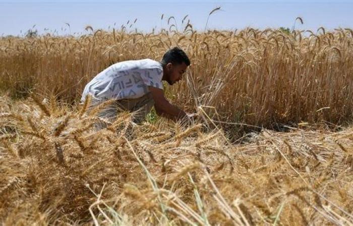 تقرير: روسيا تمنح مصر معاملة تفضيلية خاصة في مبيعات القمح - بوراق نيوز