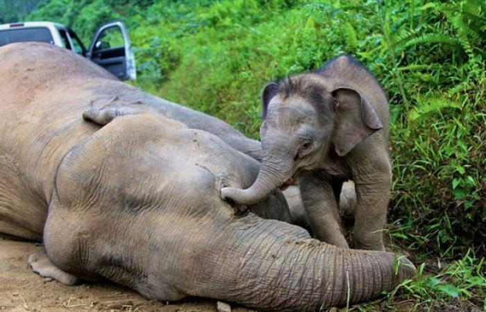 خبراء: فيلة بورنيو مهددة بالانقراض بسبب البشر - بوراق نيوز