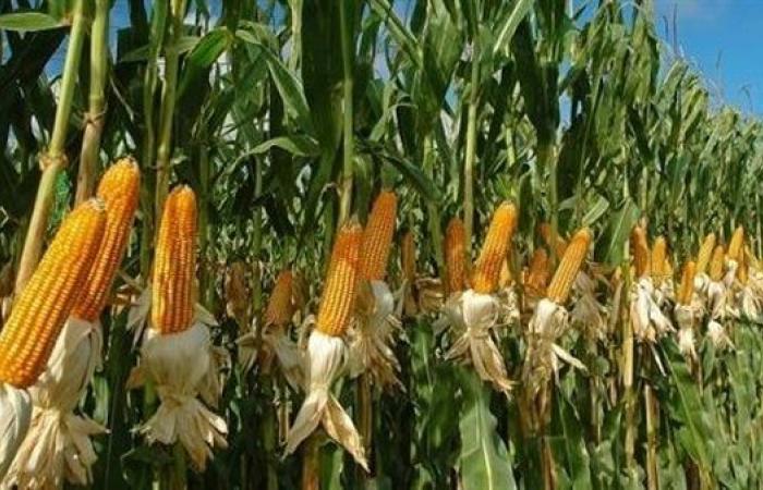 لمواجهة دودة الحشد.. توجيهات عاجلة من الزراعة لمزارعي الذرة - بوراق نيوز