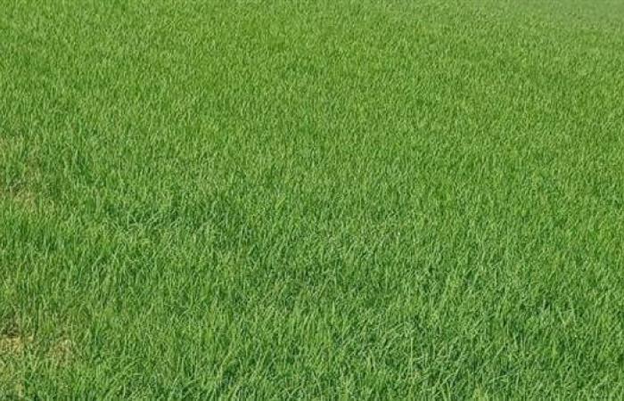 نقص مياه الري تهدد محصول الأرز في الدقهلية - بوراق نيوز