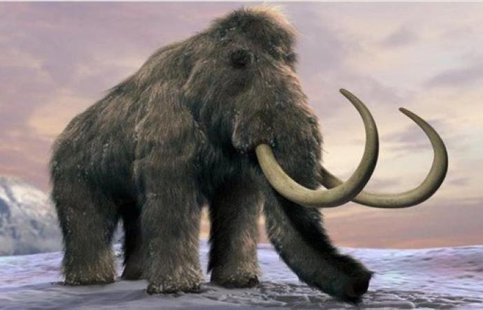 علماء يتوصلون لسبب انقراض الحيوانات الضخمة قبل 50 ألف سنة - بوراق نيوز