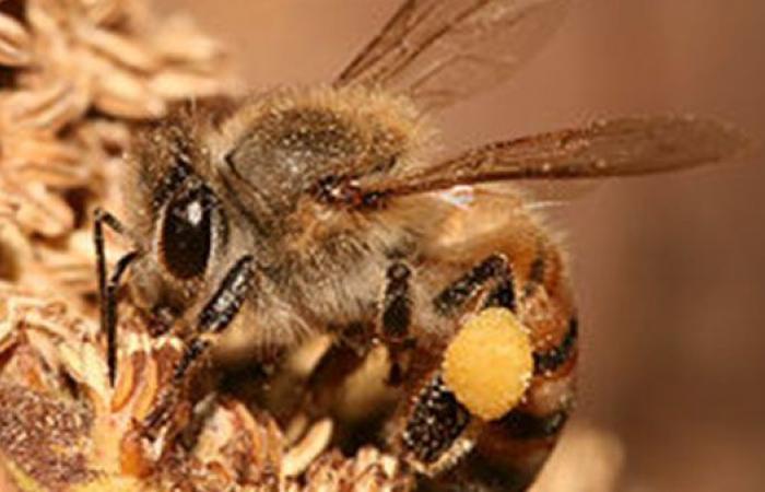 نحلة تسبب إصابة خطيرة لخمسيني بسبب لدغة (تفاصيل) - بوراق نيوز
