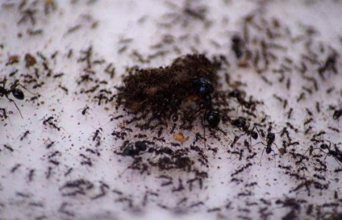 النمل يجري عمليات بتر إنقاذاً للحياة... تماما مثل البشر - بوراق نيوز