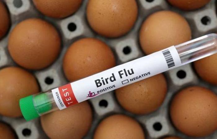بعد ارتفاع إصاباتها.. أعراض إنفلونزا الطيور على البشر - بوراق نيوز