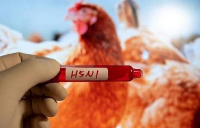 أمريكا تسجل إصابة بشرية بإنفلونزا الطيور - بوراق نيوز