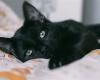 تفسير حلم القط الأسود.. يدل على أنك مسحور في حالة واحدة - بوراق نيوز