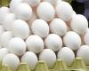استقرار أسعار البيض اليوم الجمعة من أرض المزرعة والاسواق - بوراق نيوز