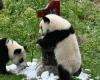 لسلكوكهم السيء مع الحيوانات.. حظر دخول 12 سائحا لمركز الباندا العملاقة بالصين مدى الحياة - بوراق نيوز
