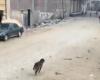 كلب مفترس يعقر 12 شخصًا داخل قرية في قنا - بوراق نيوز