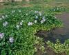 كارثة ورد النيل: نبات يتحدى نهر الحضارة فهل تنجح الدولة في استغلاله - بوراق نيوز