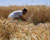 تقرير: روسيا تمنح مصر معاملة تفضيلية خاصة في مبيعات القمح - بوراق نيوز
