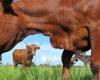 أمريكا تبدأ في تعويض أصحاب مزارع الألبان بسبب الأبقار المصابة بإنفلونزا الطيور - بوراق نيوز
