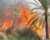 حريق أشجار النخيل في الدقي والحماية المدنية تسيطر - بوراق نيوز