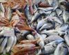 أسعار السمك اليوم الأحد في سوق العبور للجملة - بوراق نيوز