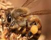 نحلة تسبب إصابة خطيرة لخمسيني بسبب لدغة (تفاصيل) - بوراق نيوز