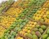شعبة الخضروات والفاكهة تتوقع انخفاض أسعار المانجو بـ 40 % - بوراق نيوز