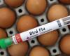 بعد ارتفاع إصاباتها.. أعراض إنفلونزا الطيور على البشر - بوراق نيوز