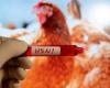 أمريكا تسجل إصابة بشرية بإنفلونزا الطيور - بوراق نيوز