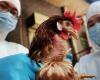ألمانيا تعلن تفشي فيروس إنفلونزا الطيور قرب الحدود الهولندية - بوراق نيوز
