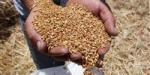 ارتفاع متوقع لـ أسعار القمح عالميا بسبب الطقس السيئ ونقص الإمدادات - بوراق نيوز