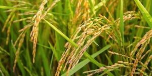 حرق 11 فدانًا من شتلات الأرز بالمبيدات في الغربية - بوراق نيوز
