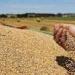 6.3 مليون طن.. صادرات أوكرانيا من الحبوب ترتفع في أبريل - بوراق نيوز