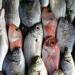 هل ستشهد أسواق الأسماك ارتفاعا مجددا في الأسعار.. باعة السويس يجيبون - بوراق نيوز