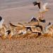 قوانين صارمة لحمايتها.. الطيور المهاجرة تسهم في التوازن البيئي بالحدود الشمالية السعودية - بوراق نيوز